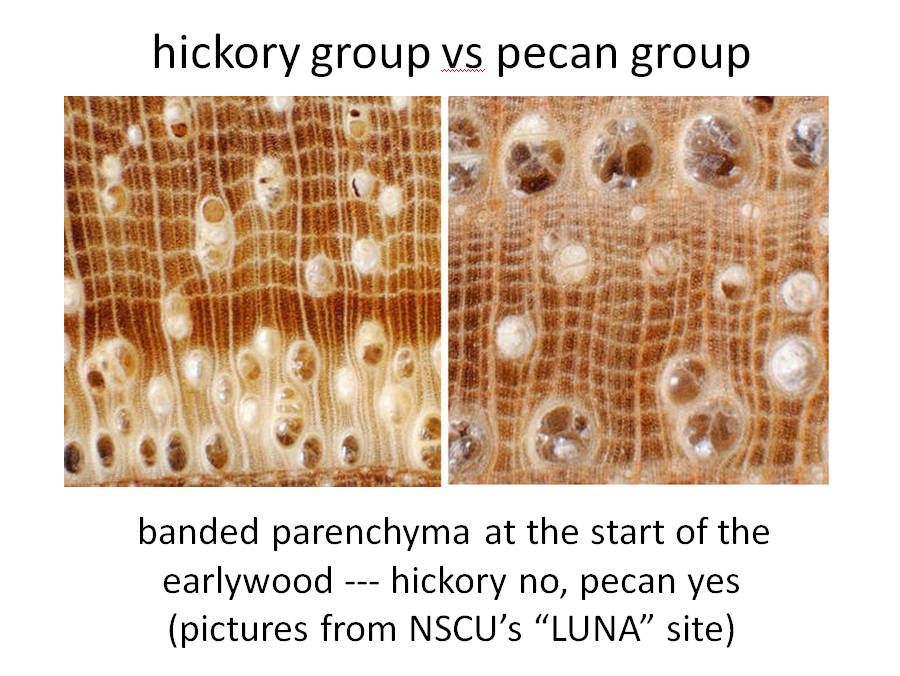 the pecan group's earlywood is incorrect. It is USUALLY present.